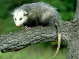 Opossum on Branch, USA