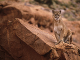 Mountain Lion in Canyonlands of Utah, USA