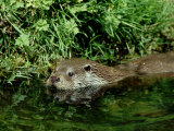 European Otter, May, UK