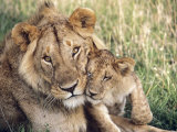 African Lion, Masai Mara Reserve, Kenya Photographic Print