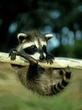Raccoon, Portrait of Young Coon in Aspen Tree, UK