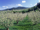 Buy Apple Orchard in Bloom, Chelan County, WA at AllPosters.com