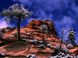 Buy Clearing Winter Storm, Zion National Park, UT at AllPosters.com