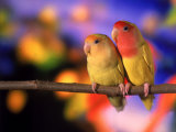 Spanish Love Birds Perched on a Branch