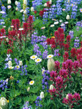 Wildflowers