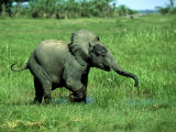 Buy Elephants, Calf Ely, Kenya at AllPosters.com