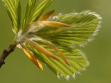 Buy Beech, Leaves Unfurling in Spring at AllPosters.com