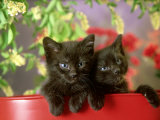 Black Kittens, Pair