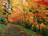Buy Autumn, Washington Park Arboretum, WA at AllPosters.com