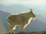 Mountain Goat, Colorado