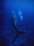 Humpback Whale, Mother and Calf, Polynesia