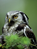 Northern Hawk Owl, Portrait, Montana, USA