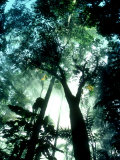 Cloud Forest, Rancho Grande, Venezuela