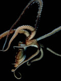 Night Octopus, Hawaii