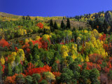 Buy Trees with Fall Foliage at AllPosters.com