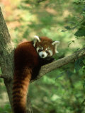 Buy Red Panda, Ailurus Fulgens Young in Tree at AllPosters.com