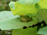 Bullfrog, Rana Catesbeiana on Lilypad