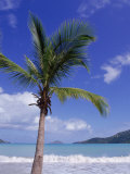 Buy Palm Tree, Magens Bay, St. Thomas, USVI at AllPosters.com