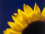 Buy Sunflower in Studio Close-up at AllPosters.com