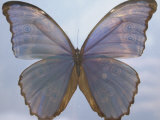 Butterfly with Open Wings