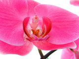 Orchids at Spring Garden Show, FL