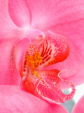 Buy Orchids at Spring Garden Show, FL at AllPosters.com