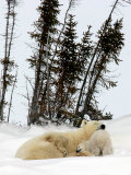Mother Polar Bear and Two Month Old Cub