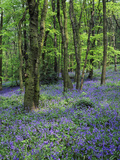 Bluebells in Deciduous Woodland, UK