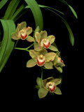 Orchid, Sea Jade Fresh Water