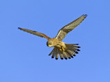 Kestrel, Female Hunting, UK