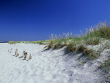 Buy Sand Dunes and Marram Grass, West Sussex, UK at AllPosters.com