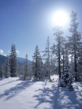 Snow and Trees