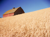 Buy Barn in Wheat Field at AllPosters.com