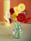 Buy Red and Yellow Gerbera Daisies at AllPosters.com