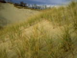 Buy Grasses on Dunes Along Lake Michigan, MI at AllPosters.com