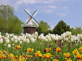Mi, Holland Tulip Festival, Windmill and Flowers