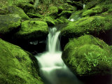 Buy Moss Covered Rocks Along Roaring Fork, TN at AllPosters.com