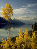 Buy Evening Light on Aspen Trees Along the Shore of Jackson Lake, Wyoming at AllPosters.com