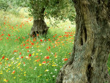 Buy Wild Flowers in Olive Grove, Skiathos, Greece at AllPosters.com