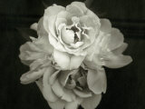 Close of Blossom Flower