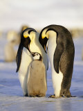 Emperor Penguins, Family, Antarctica