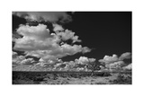 Buy Lone Cedar Tree, New Mexico at AllPosters.com