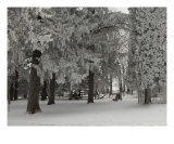Frozen Spruce - 1