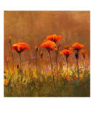 California Poppies 2
