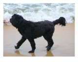 Buy A Perfect Beach Day at AllPosters.com