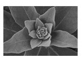 Buy Lambs Ear at AllPosters.com