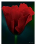 Red Poppy