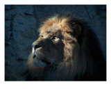 Lion Light