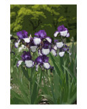 Buy A Work Of Art at AllPosters.com