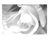 Buy Virgin at AllPosters.com